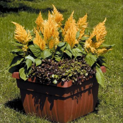 celosie-plumeuse-fresh-look-jaune