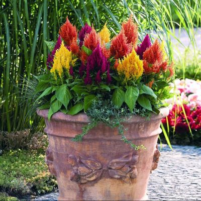 celosie-plumeuse-fresh-look-mix celosie-plumeuse-fresh-look-mix