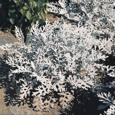 cineraire-silver-dust cineraire-silver-dust