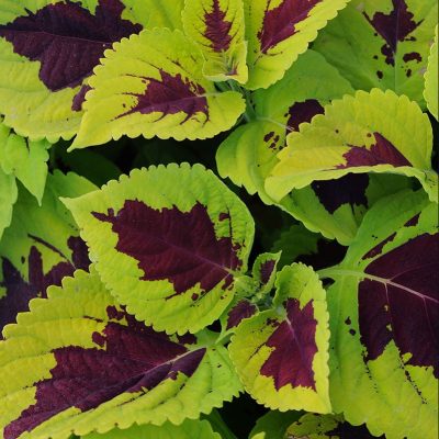 coleus-kong-lime-foliage coleus-kong-lime-foliage