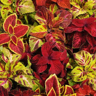 coleus-wizard-select-mix coleus-wizard-select-mix
