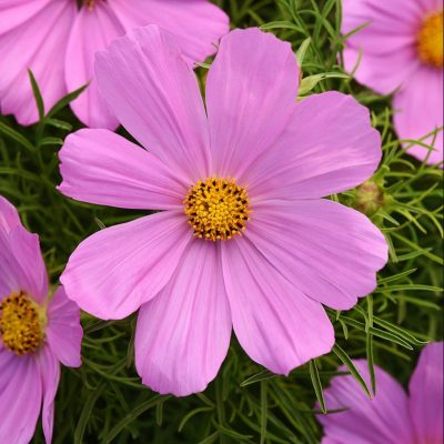 cosmos-sonata-pink cosmos-sonata-pink