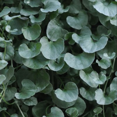 dichondra-silver-falls-foliage