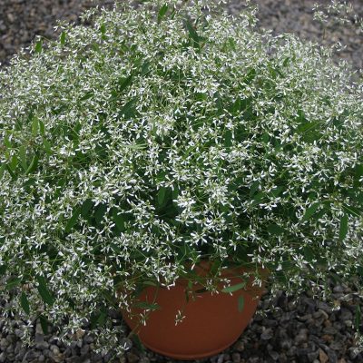 euphorbia-diamond-frost