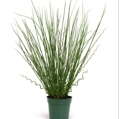 fuseables-grass-twisted-arrows fuseables-grass-twisted-arrows