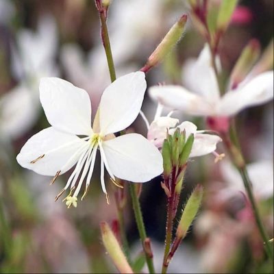 gaure-belleza-white gaure-belleza-white