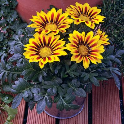 gazania-kiss-yellow-flame gazania-kiss-yellow-flame