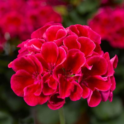 geranium-calliope-crimson-flame geranium-calliope-crimson-flame