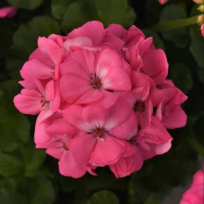 geranium-galaxy-pink-bloom geranium-galaxy-pink-bloom