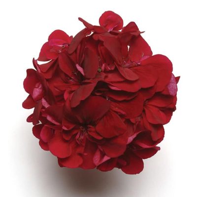 geranium-precision-burgundy-bloom geranium-precision-burgundy-bloom