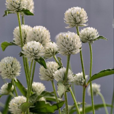 gomphrea-ping-pong-white