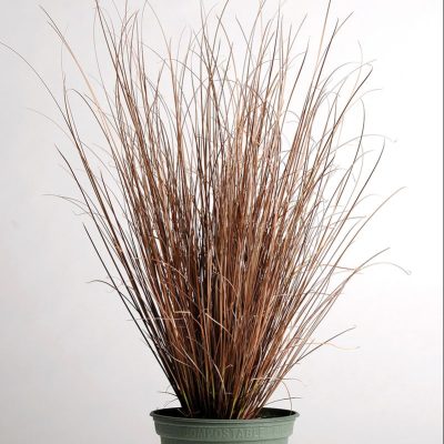 grass-carex-colorgrass-red-rooster-pot