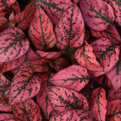 hypoestes-splash-select-red hypoestes-splash-select-red