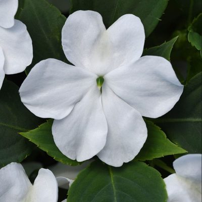impatiens-beacon-white impatiens-beacon-white