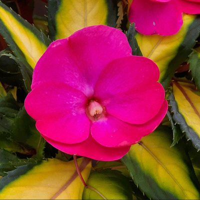 impatiens-sunpatiens-compact-tropical-rose-bloom impatiens-sunpatiens-compact-tropical-rose-bloom