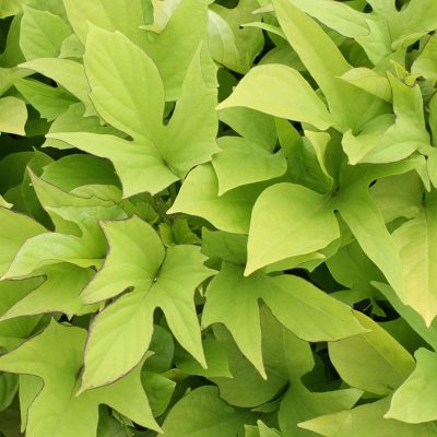 ipomea-sweet-caroline-light-green