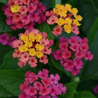 lantana-bloomify-rose-bloom lantana-bloomify-rose-bloom