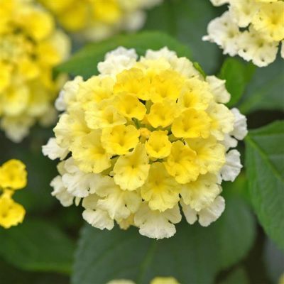 lantana-shamrock-lemon-glow lantana-shamrock-lemon-glow