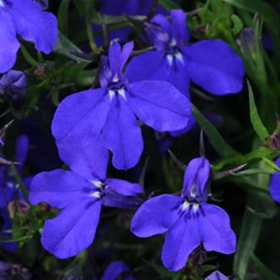 lobelia-magadi-basket-dark-blue-bloom lobelia-magadi-basket-dark-blue-bloom