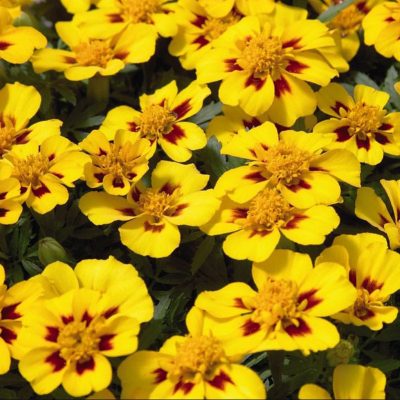 marigold-disco-marietta marigold-disco-marietta