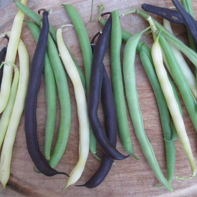 melange-de-haricots-nains