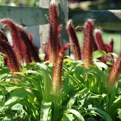 millet-ornemental-jade millet-ornemental-jade