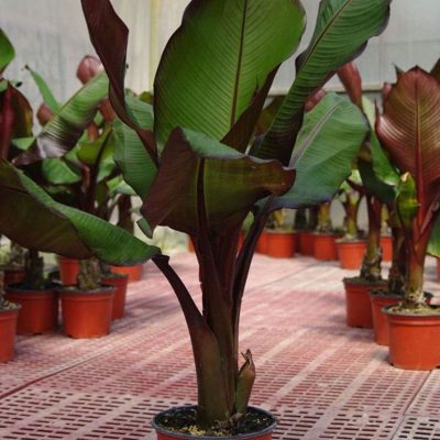 musa-maurelli musa-maurelli