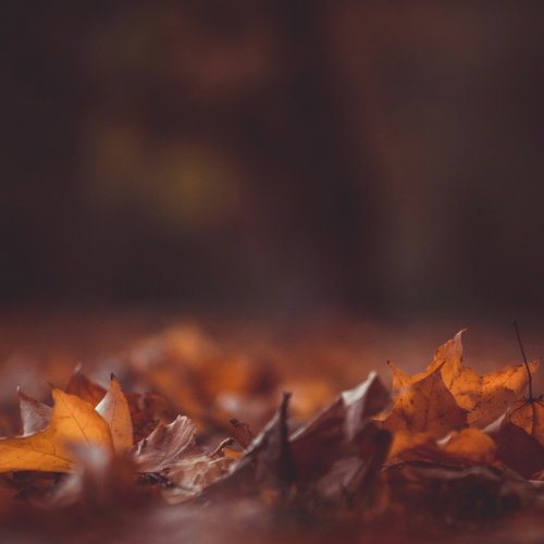 octobre (5)