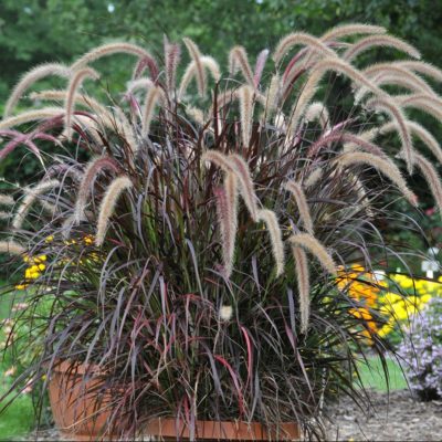 pennisetum-fireworks pennisetum-fireworks