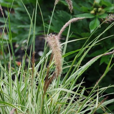 pennisetum-sky-rocket pennisetum-sky-rocket