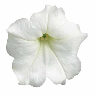 petunia-easy-wave-white