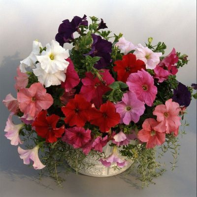 petunia-supercasscade-rose-container petunia-supercasscade-rose-container