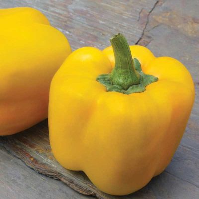 piment-doux-jaune-early-summer