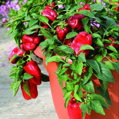 piment-doux-redskin