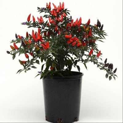 piment-ornemental-midnight-fire