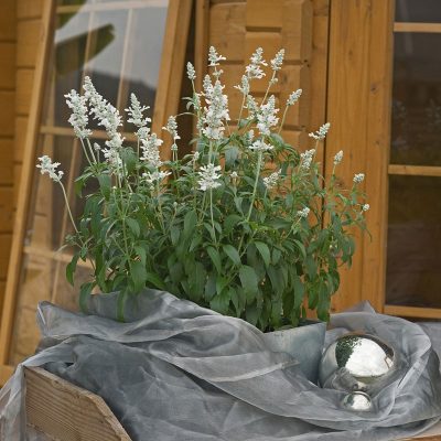 salvia-evolution-white