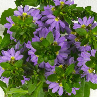 scaevola-scalora-blue-bird scaevola-scalora-blue-bird