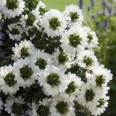 scaevola-scarola-top-pot-white scaevola-scarola-top-pot-white