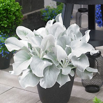 senecio-angel-wings senecio-angel-wings