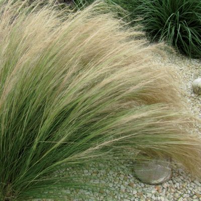 stipa-pony-tails stipa-pony-tails