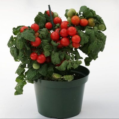 tomate-sweet-n-neat