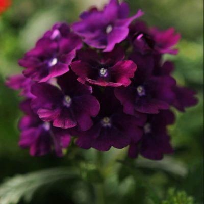 verbena-quartz-purple-xp-bloom verbena-quartz-purple-xp-bloom