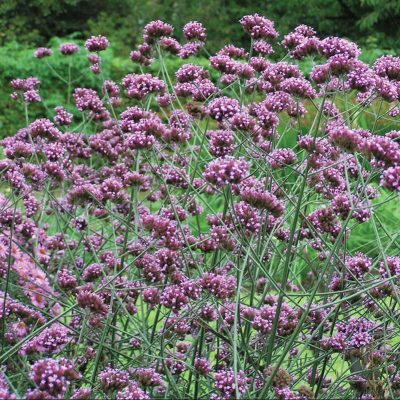 verveine-bonariensis