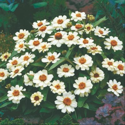 zinnia-profusion-white