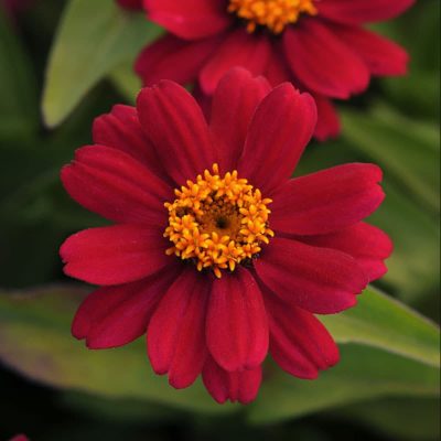 zinnia-zahara-cherry zinnia-zahara-cherry